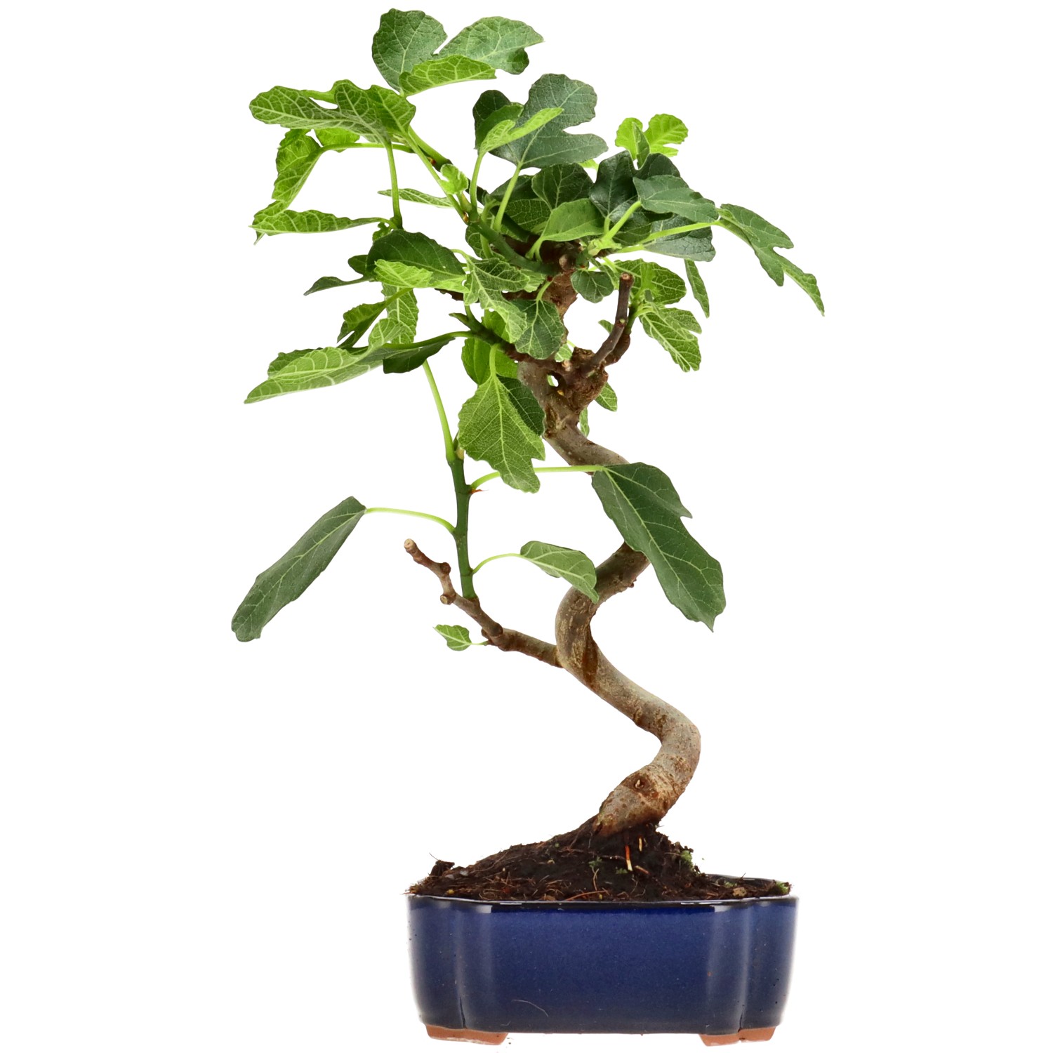Ficus carica, env. 7 ans (28 cm)