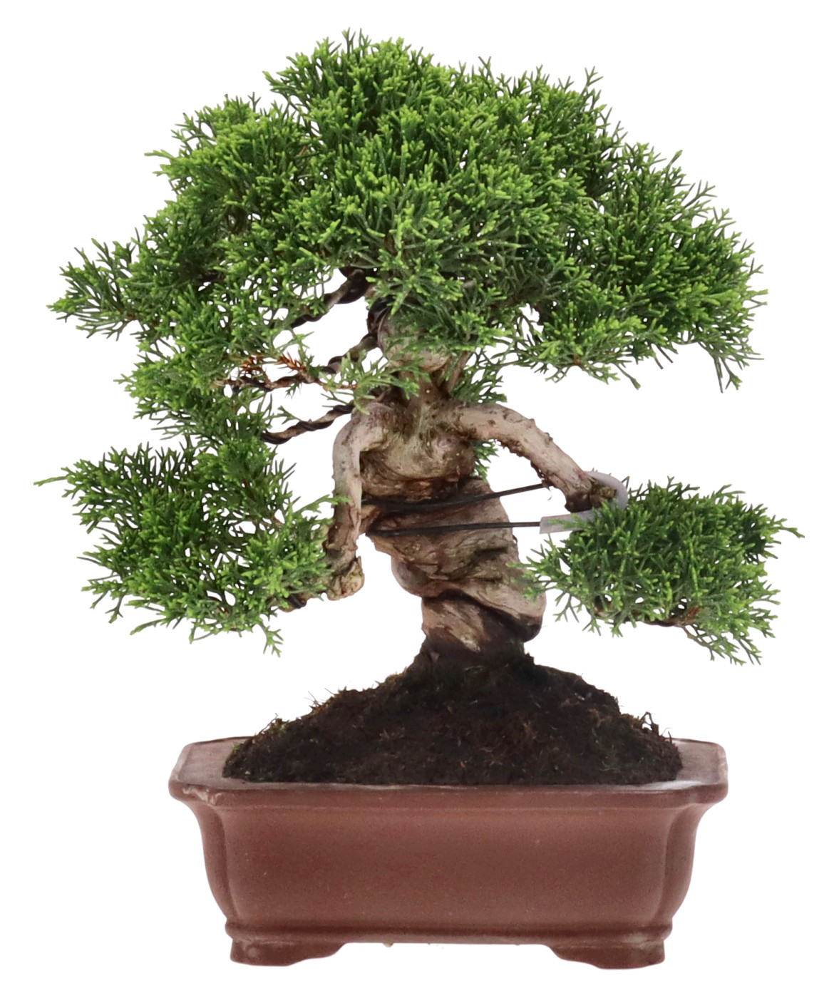 bonsai.fallbackImageTitle bonsai.fallbackImageTitle
