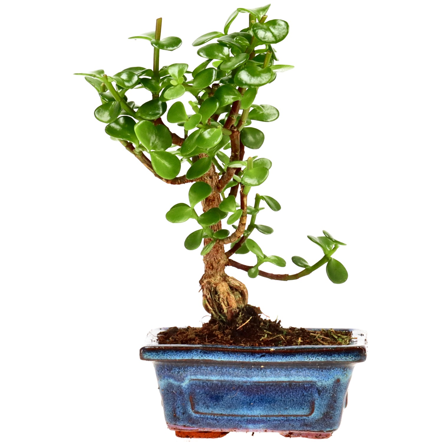 Elephant bush, approx. 5 y. (18 cm)