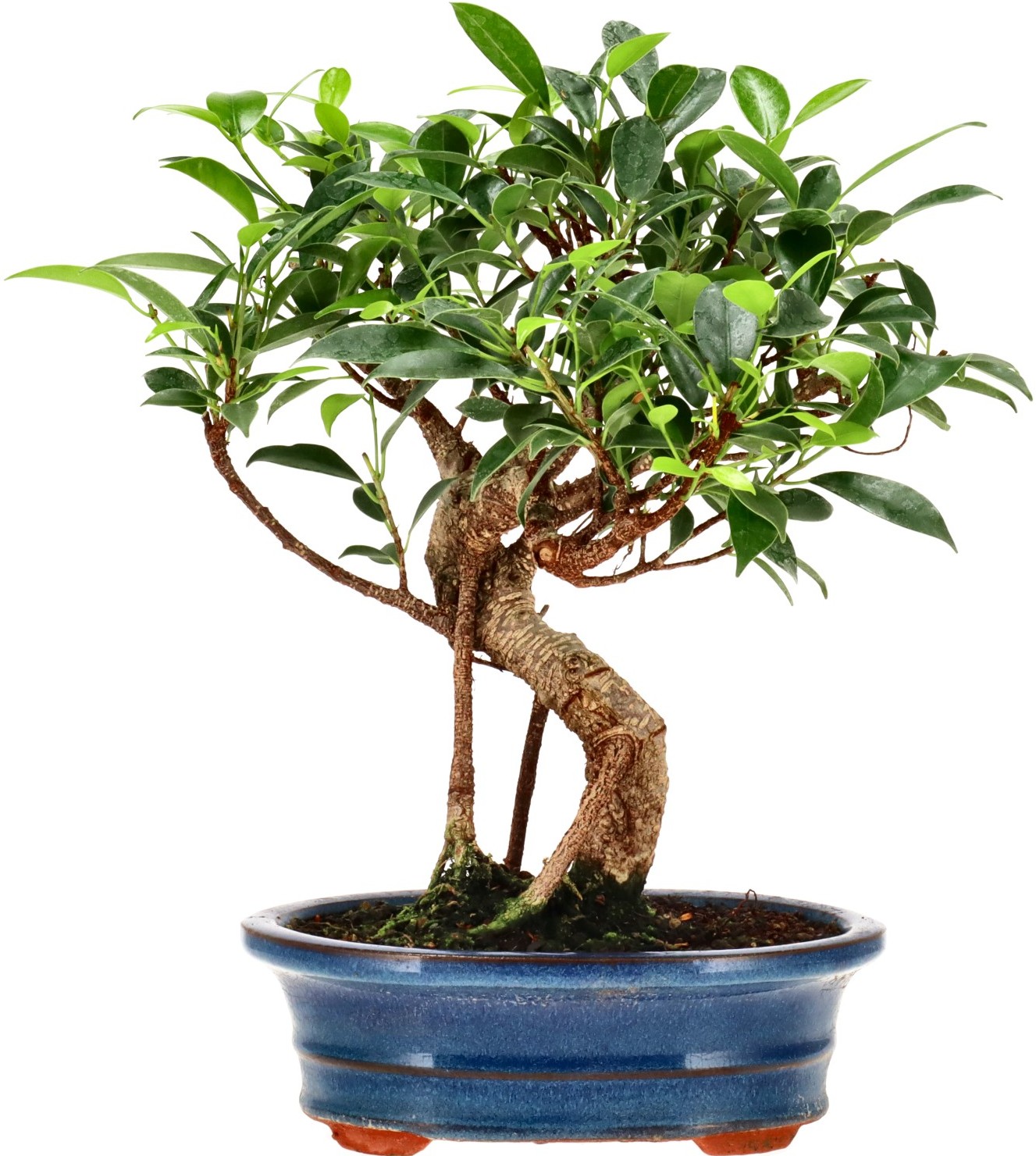 [Z007] Chin. Feigenbaum (Ret.), ca. 9 Jahre