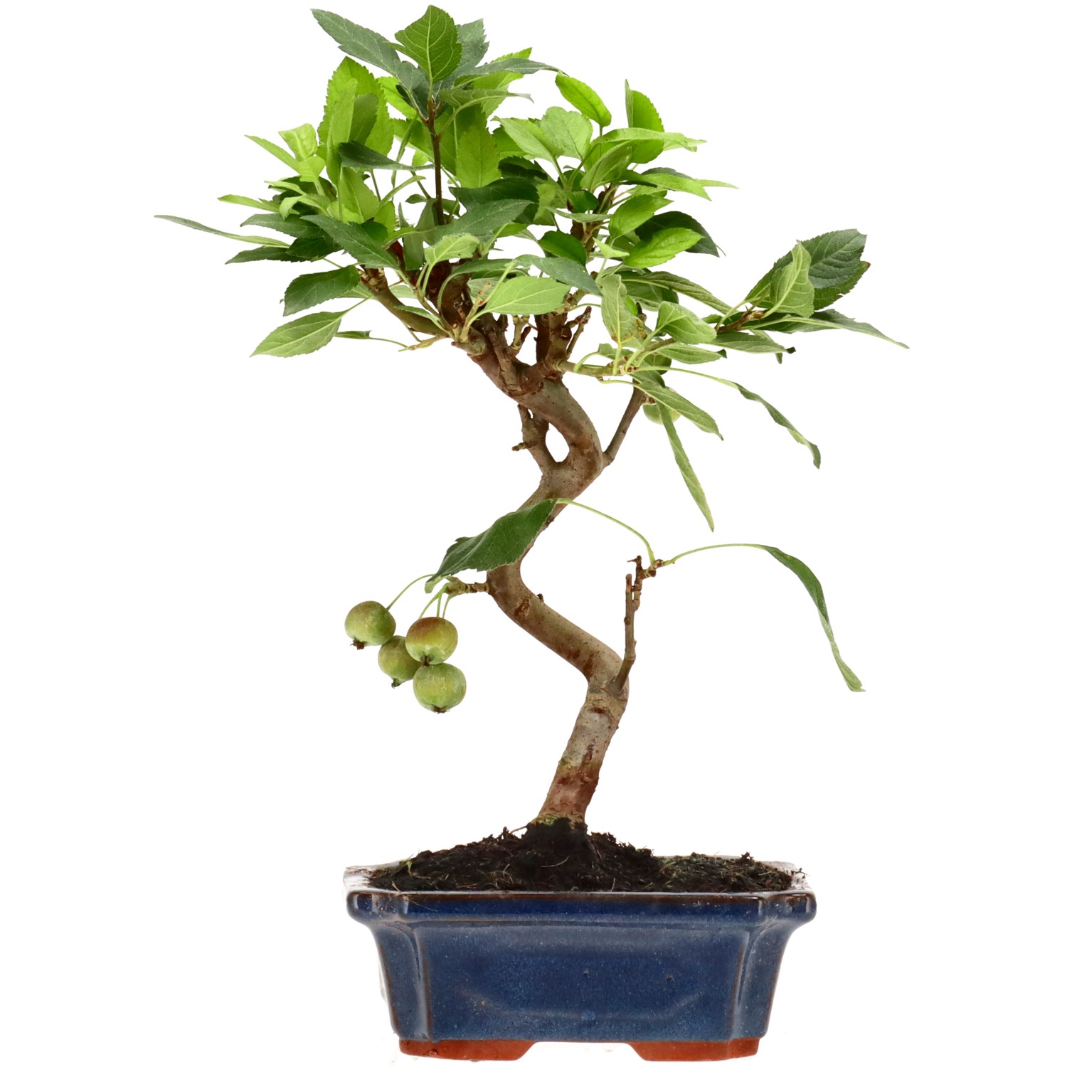 Manzano silvestre, aprox. 10 años (32 cm)