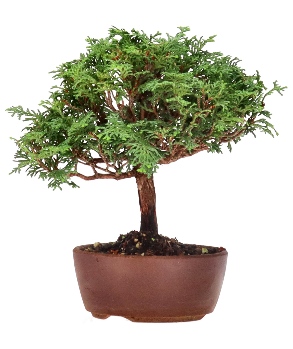 bonsai.fallbackImageTitle bonsai.fallbackImageTitle