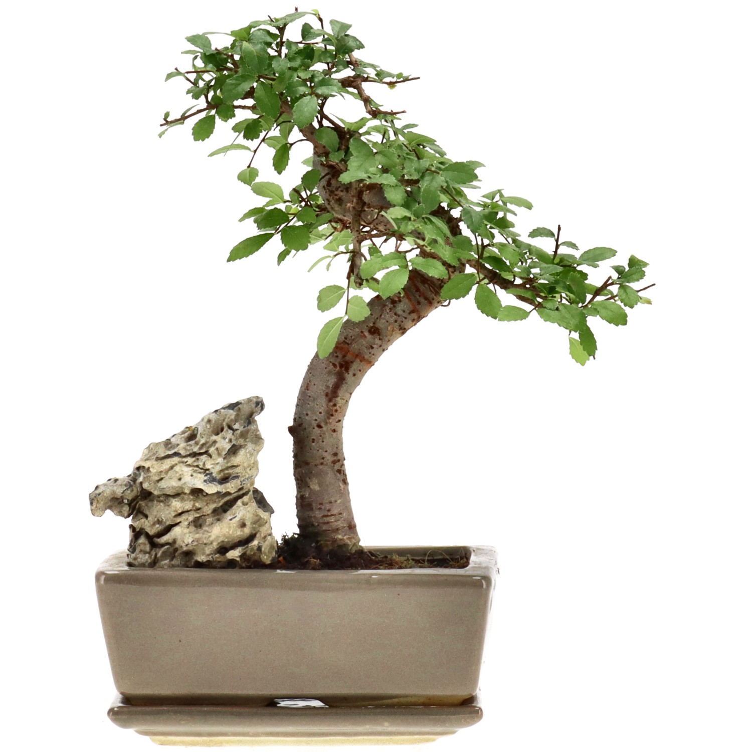 Chin. Ulme, mU., ca. 8 J. (20 cm)