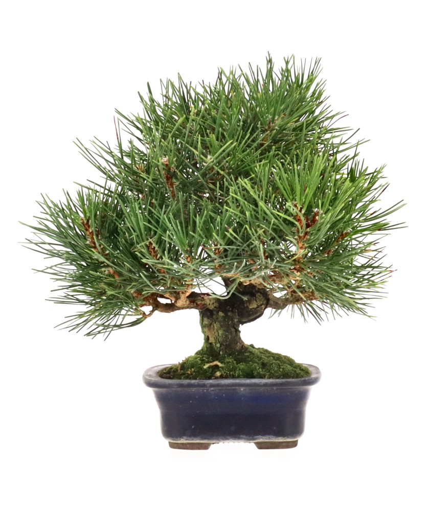 bonsai.fallbackImageTitle bonsai.fallbackImageTitle