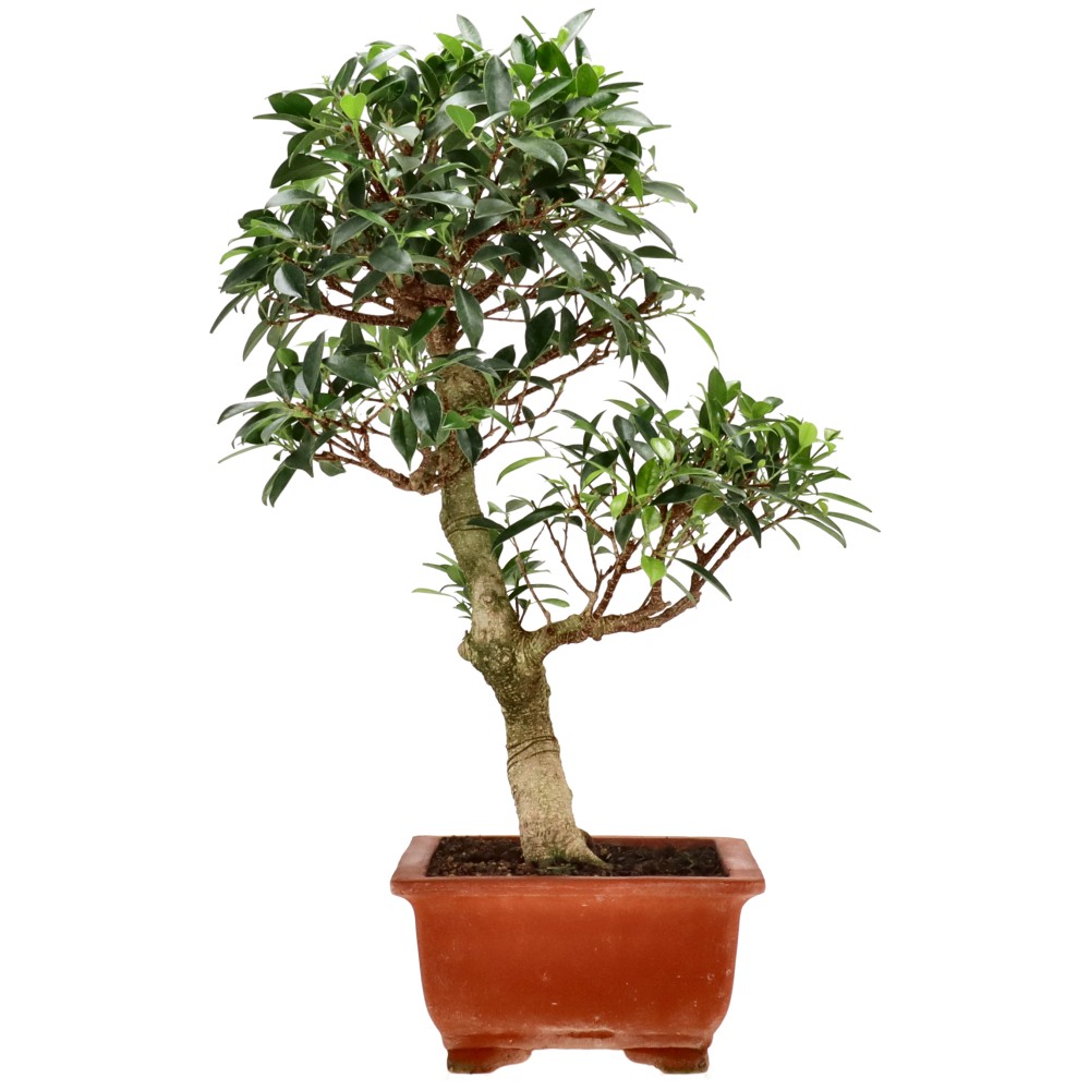 bonsai.fallbackImageTitle bonsai.fallbackImageTitle