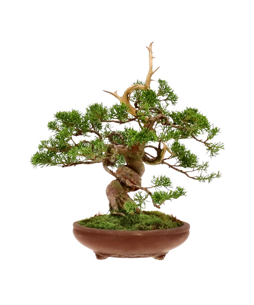 bonsai.fallbackImageTitle bonsai.fallbackImageTitle