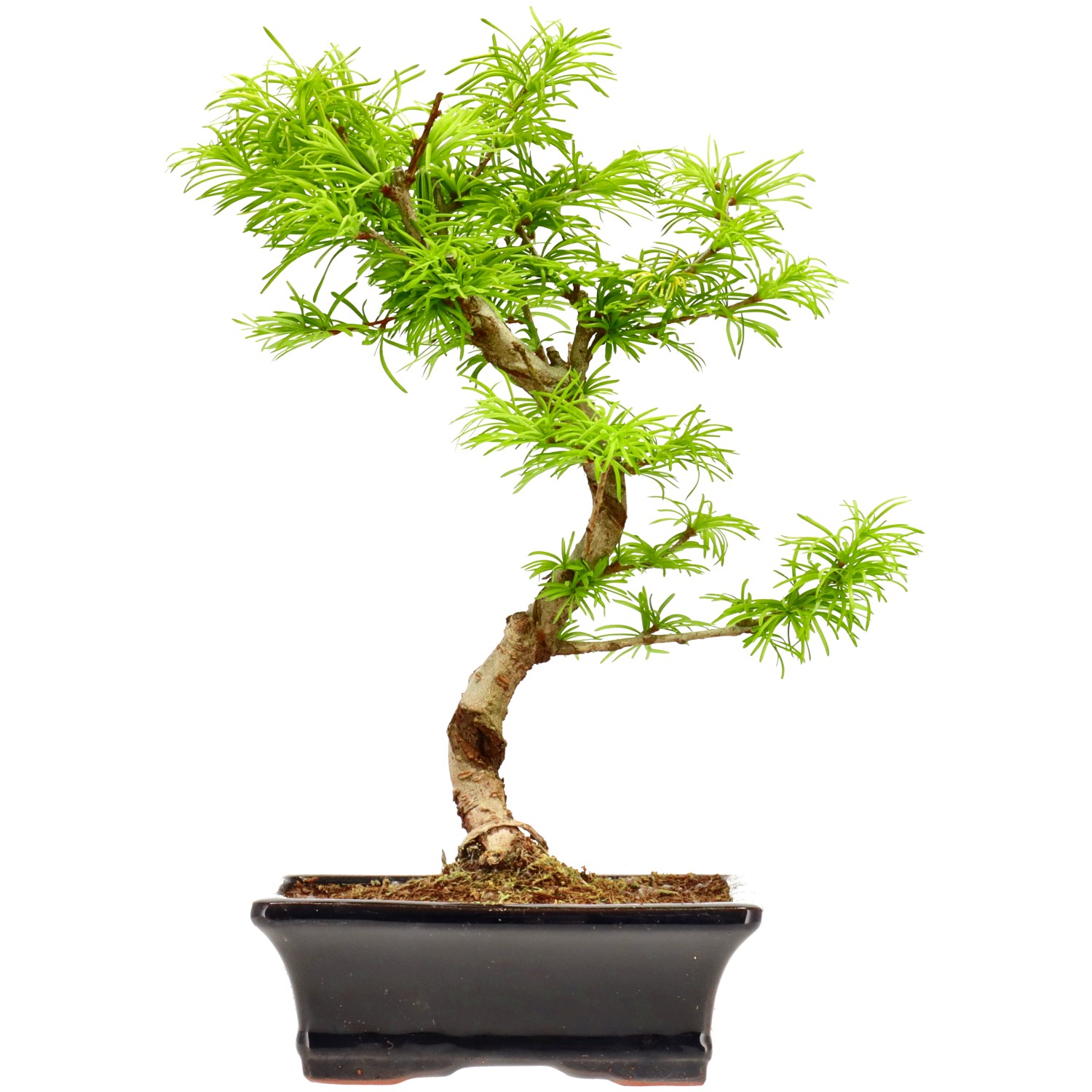 Falso alerce dorado, aprox. 10 años (32 cm)