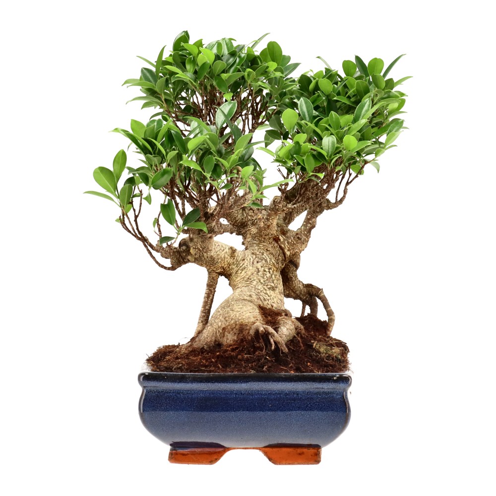 Ficus Retusa, aprox. 22 años (31 cm)