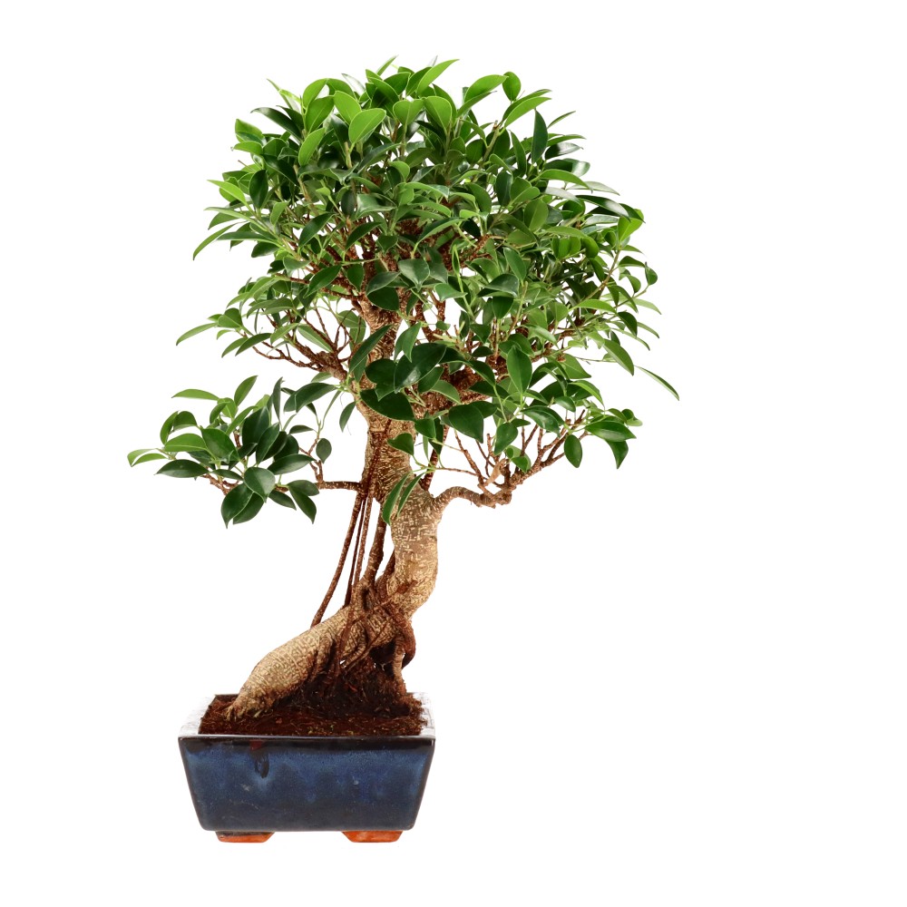 bonsai.fallbackImageTitle bonsai.fallbackImageTitle