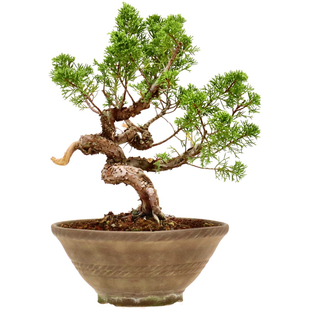 Chinese jeneverbes, ca. 18 j. (28 cm)