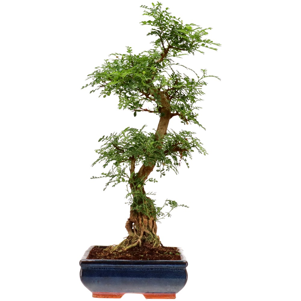 Pfefferbaum, ca. 20 J. (59 cm)