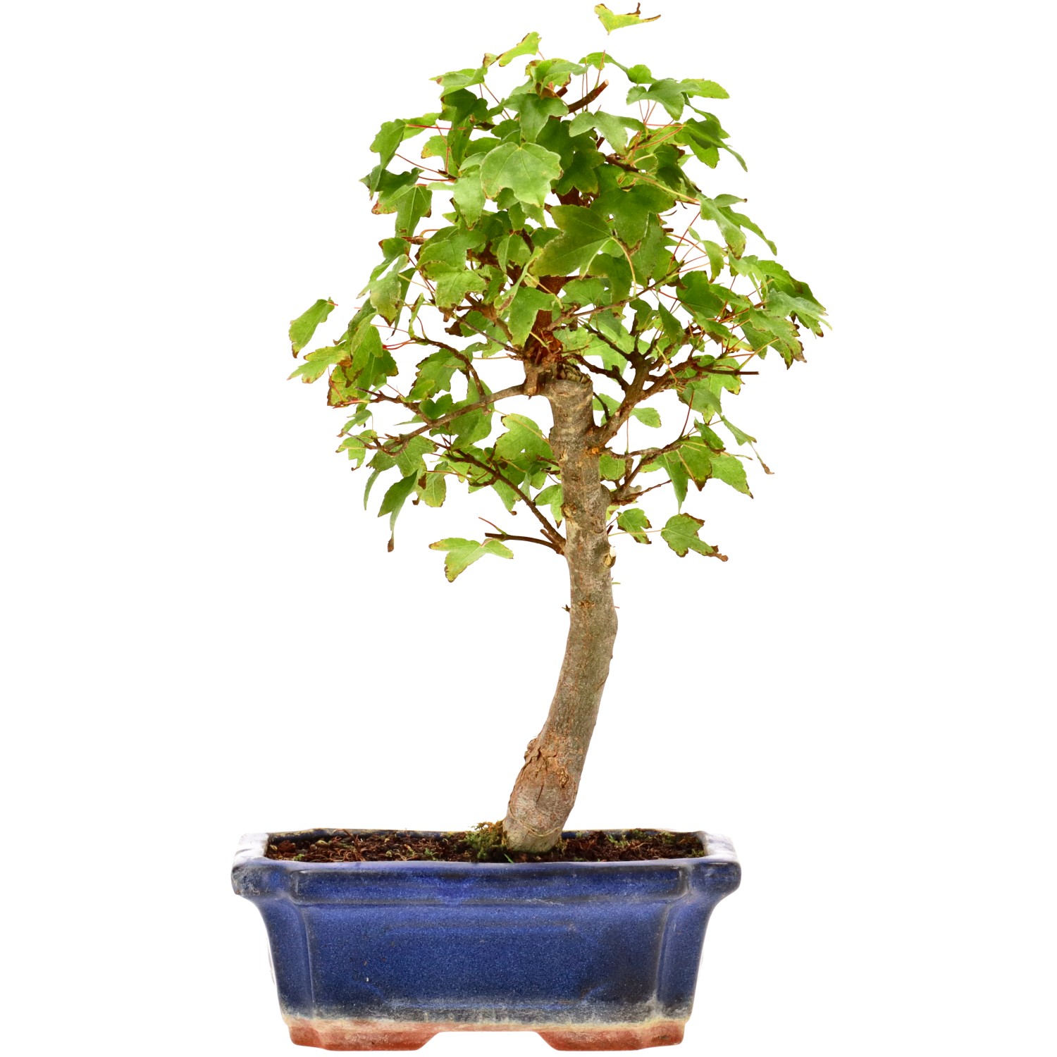 Érable trident, env. 9 ans (29 cm)
