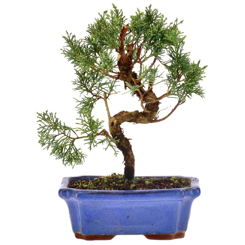 Chin. Wacholder, ca. 9 J. (24 cm) bonsai.fallbackImageTitle