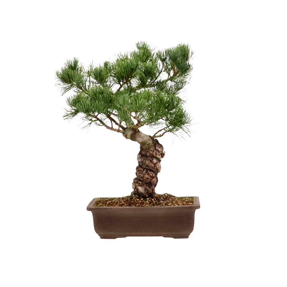 bonsai.fallbackImageTitle bonsai.fallbackImageTitle