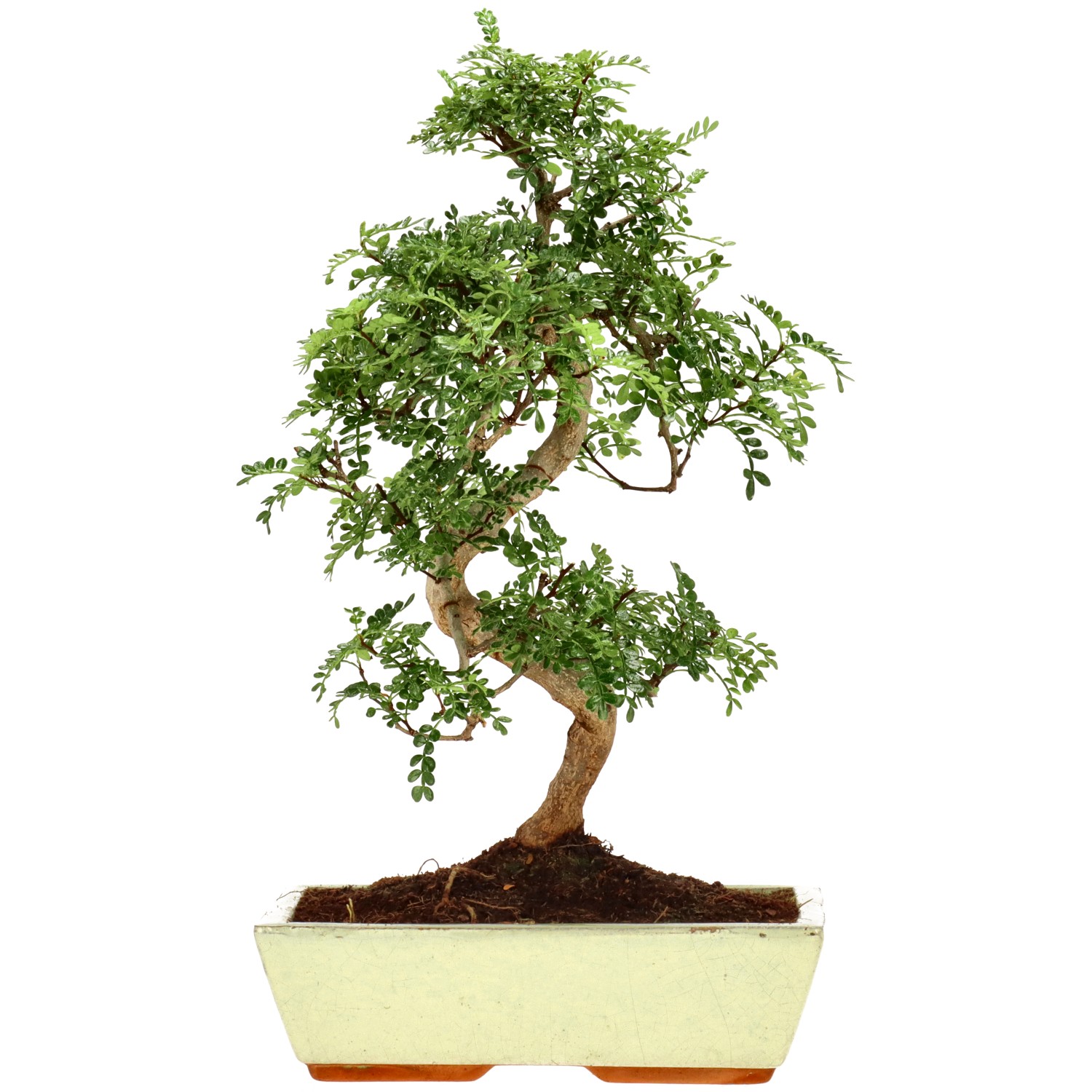 Szechuan pepper, approx. 15 y. (43 cm)