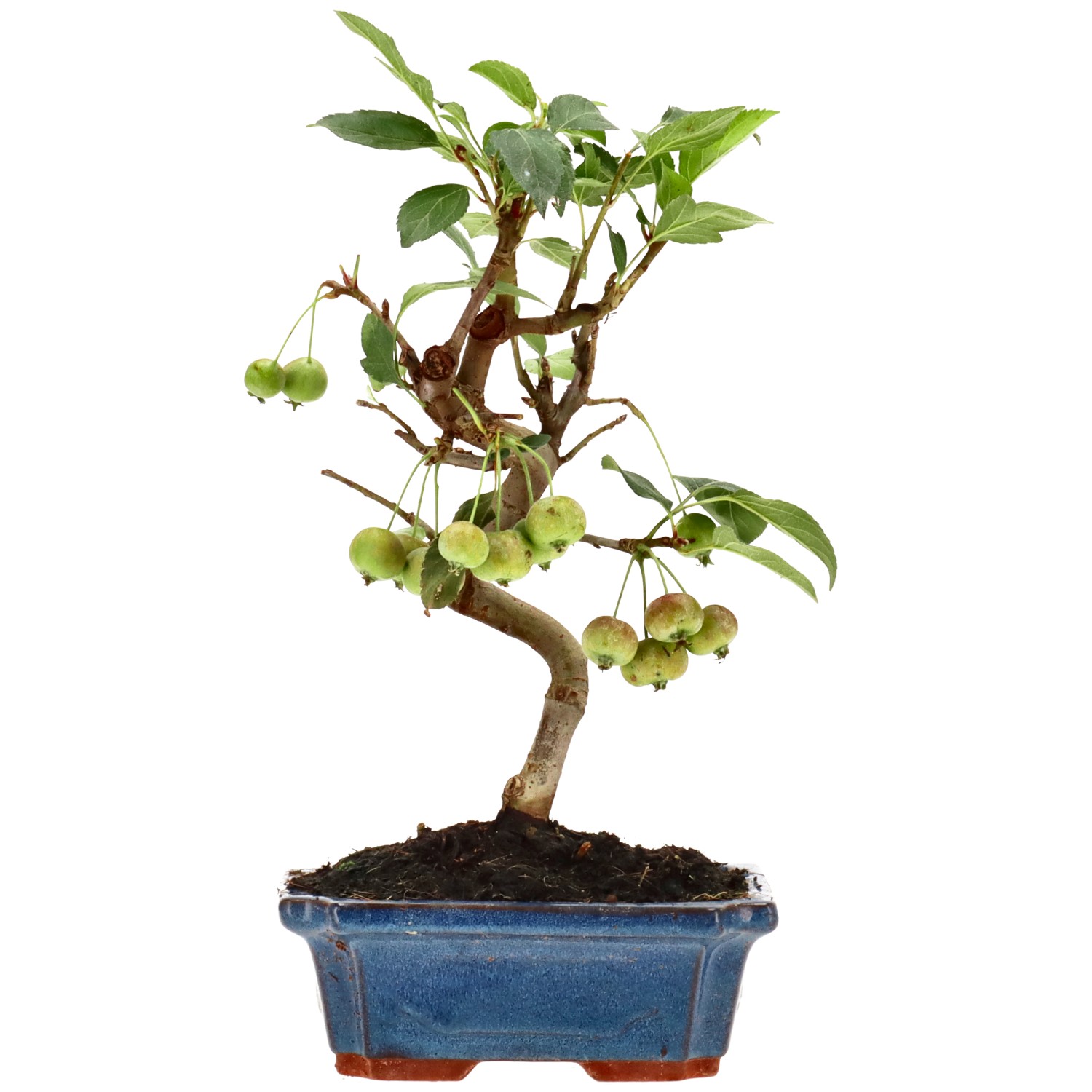 Manzano silvestre, aprox. 10 años (30 cm)