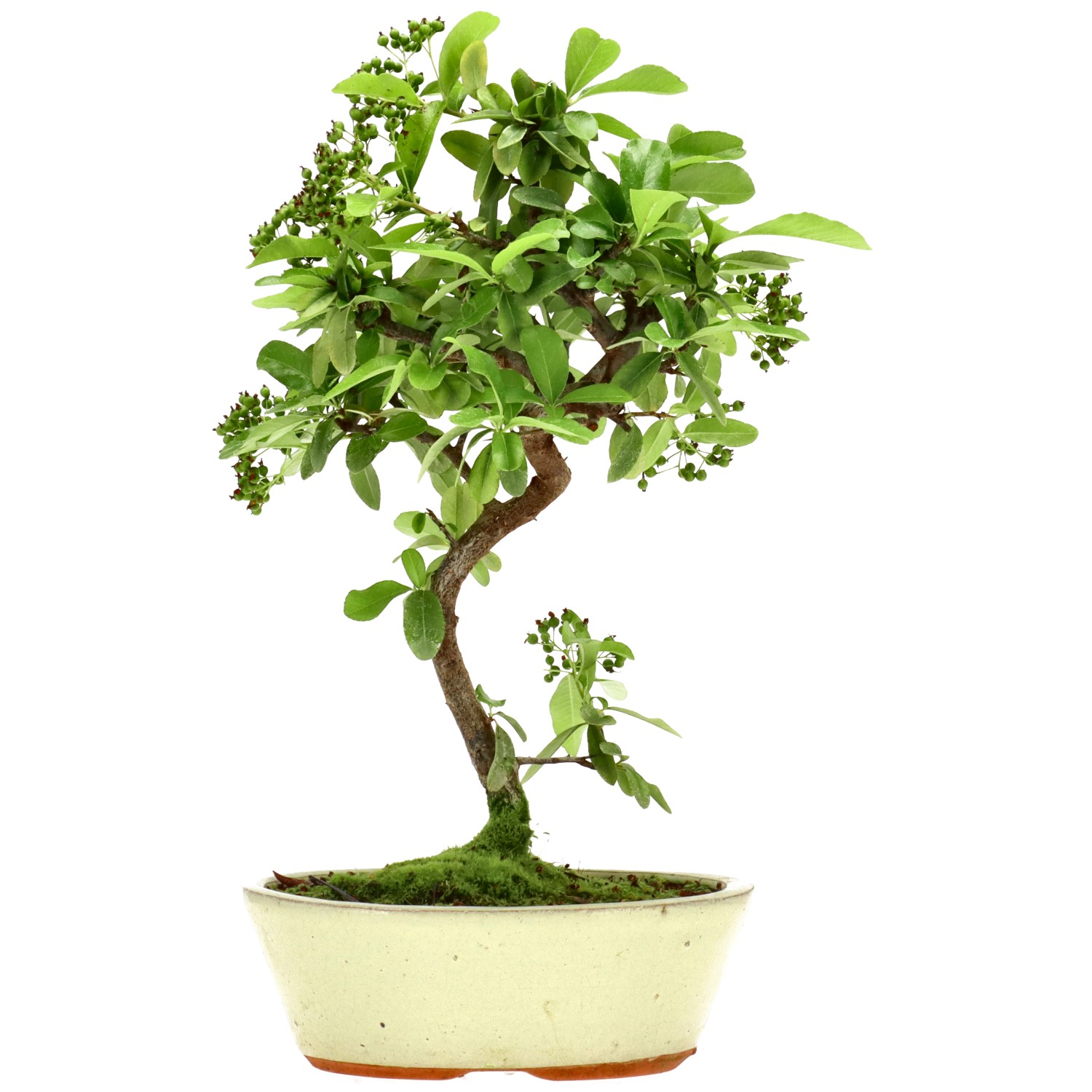 Pyracantha coccinea, env. 7 ans (32 cm)