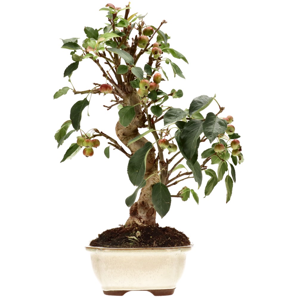 Zierapfel, ca. 17 J. (45 cm)