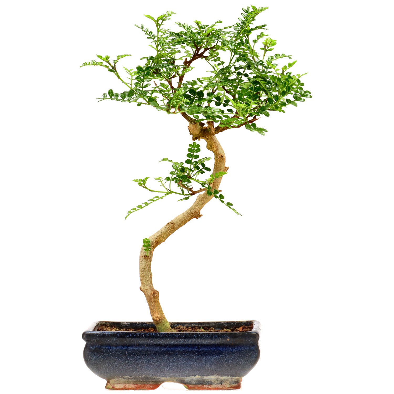 Poivre du Sichuan, env. 9 ans (31 cm)