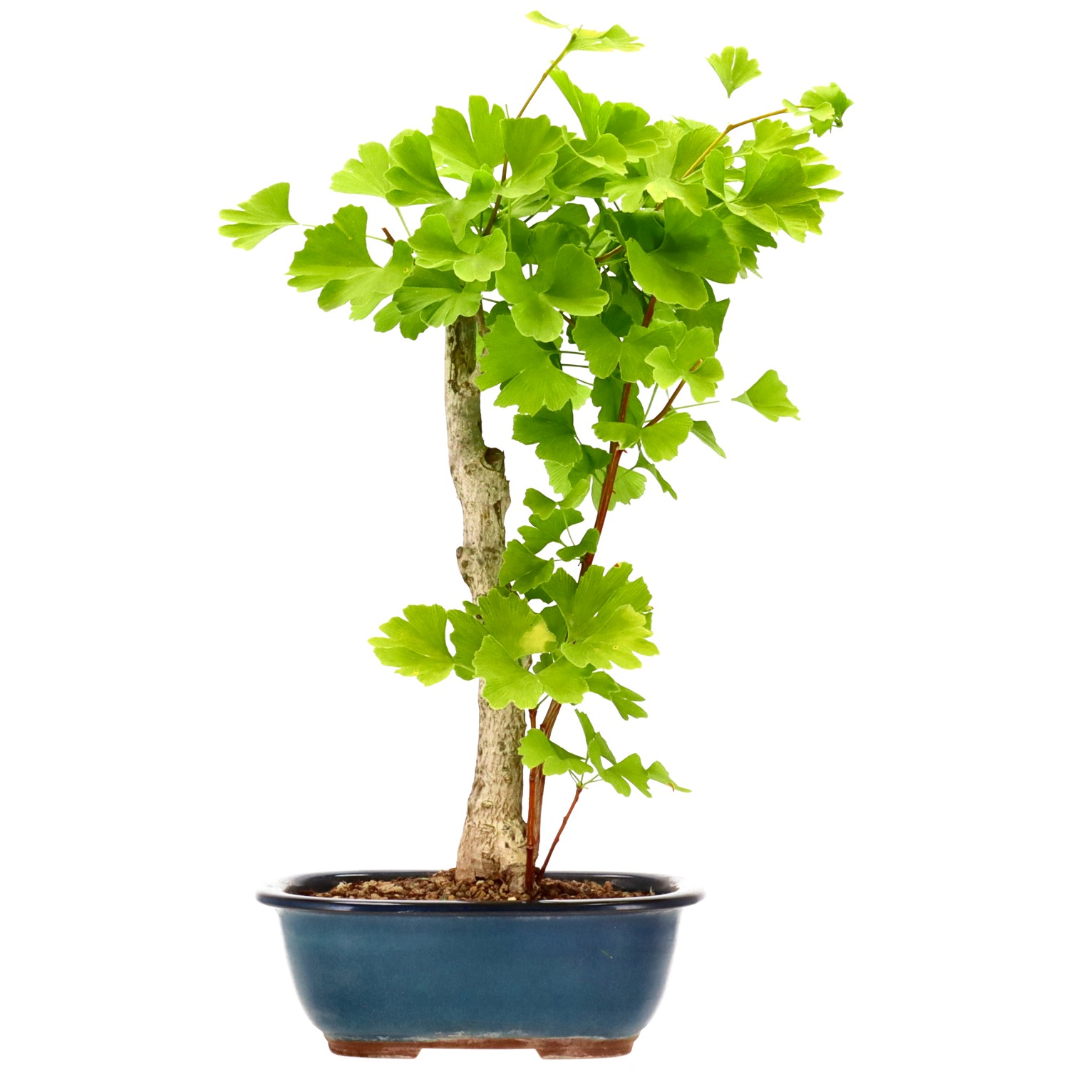 Ginkgo, ca. 12 J. (47 cm)