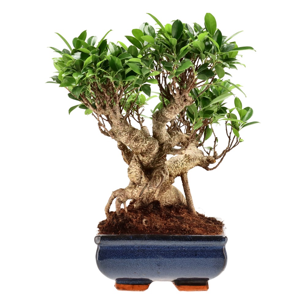Ficus Retusa, aprox. 22 años (31 cm)