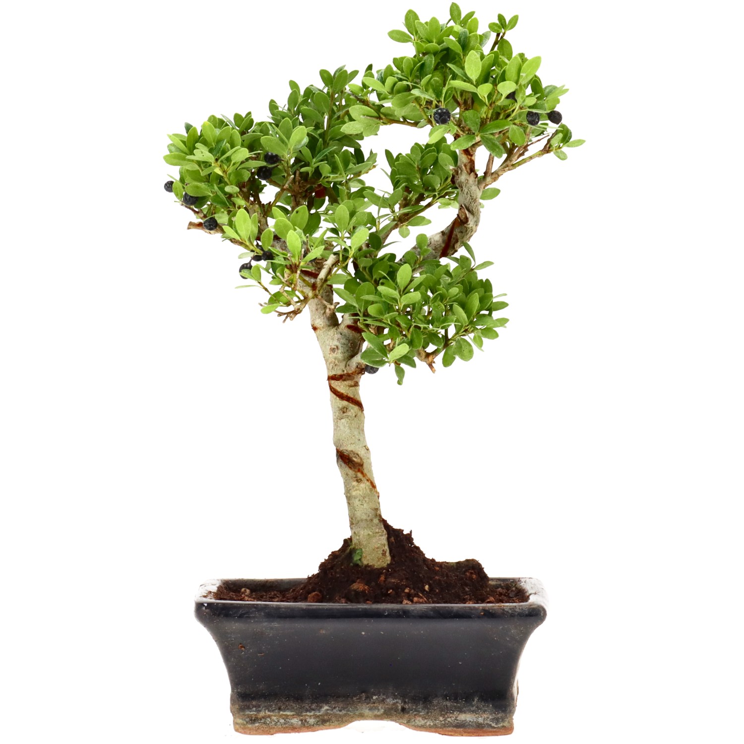 Jap. Stechpalme, ca. 7 J. (24 cm)