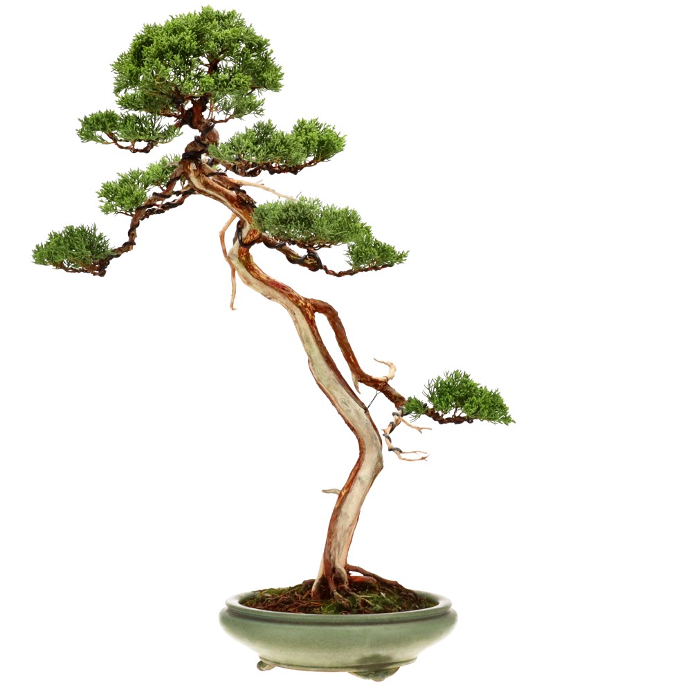 Genévrier de Chine, env. 30 ans (66 cm)
