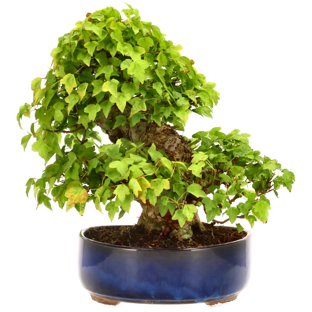 bonsai.fallbackImageTitle