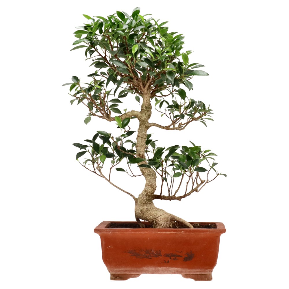 bonsai.fallbackImageTitle bonsai.fallbackImageTitle