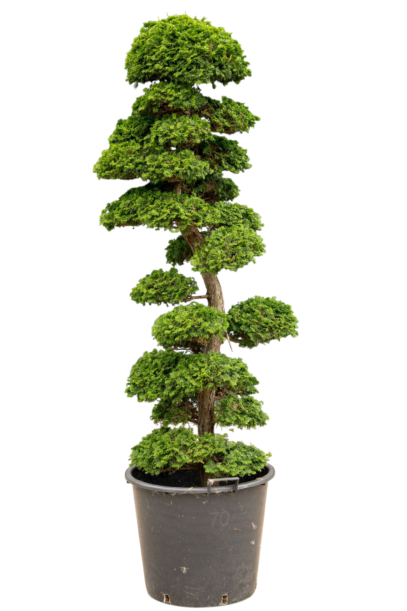 bonsai.fallbackImageTitle