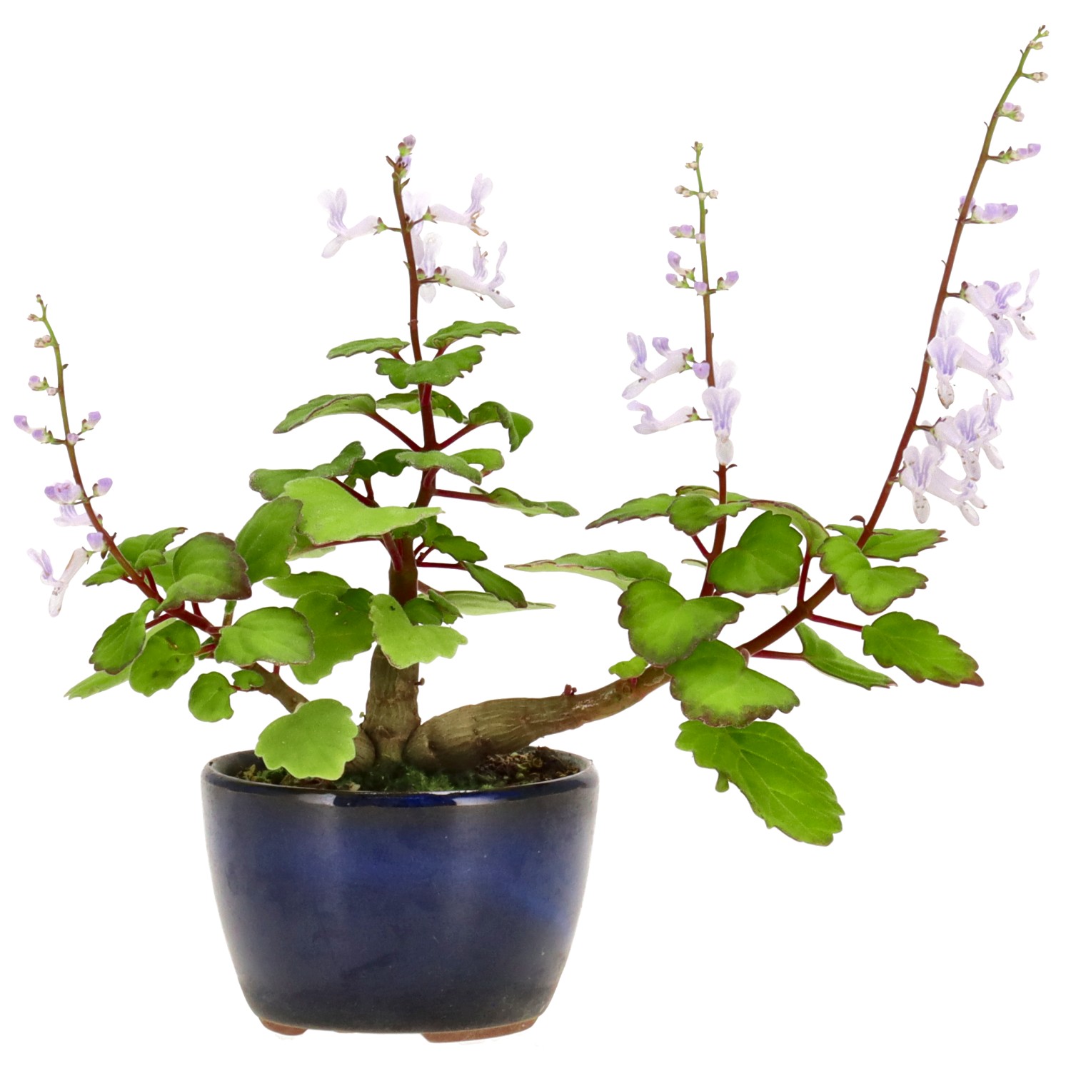 Slider Bild Slider Bild