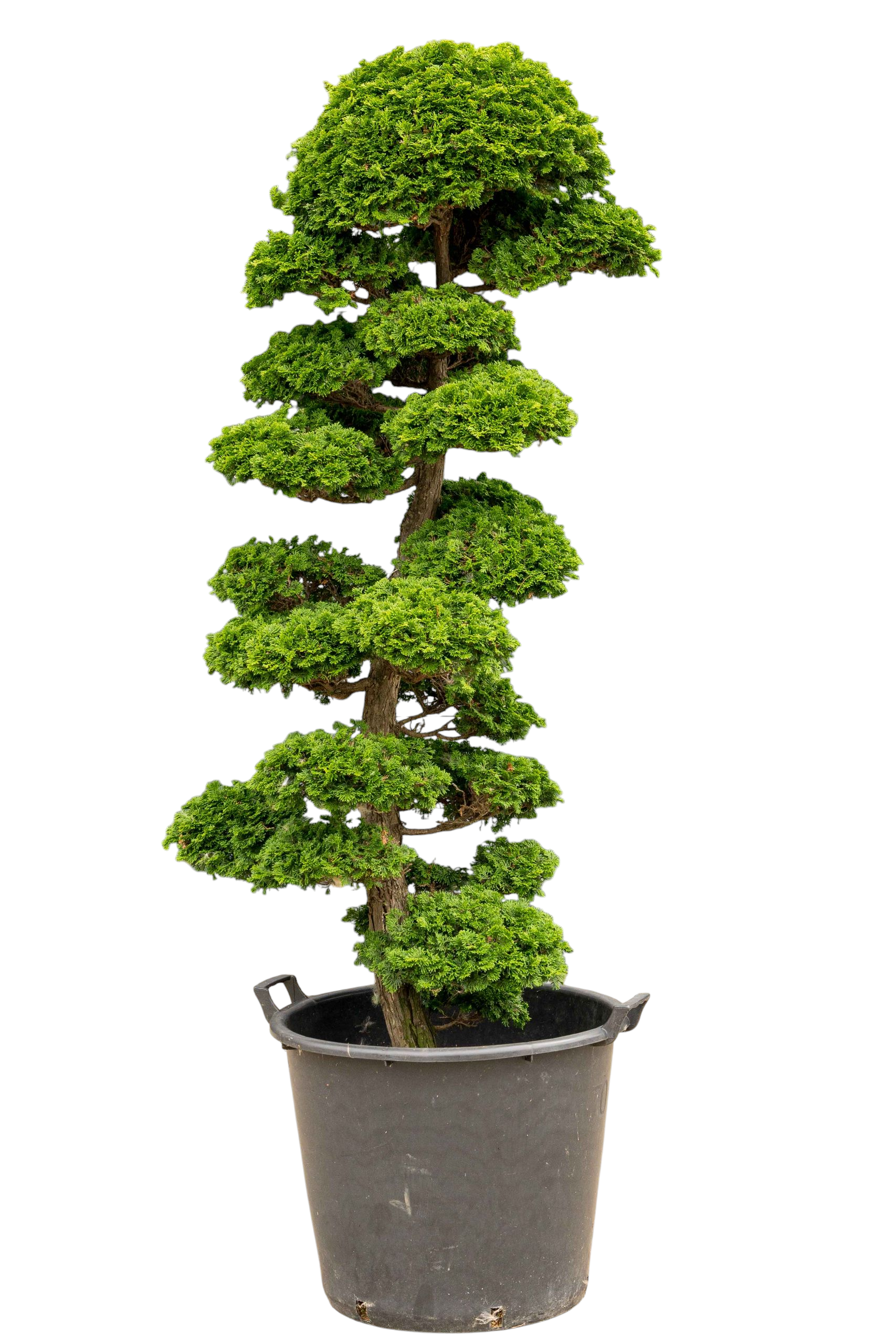Tuinbonsai - Cypres, ca. 30 jaar