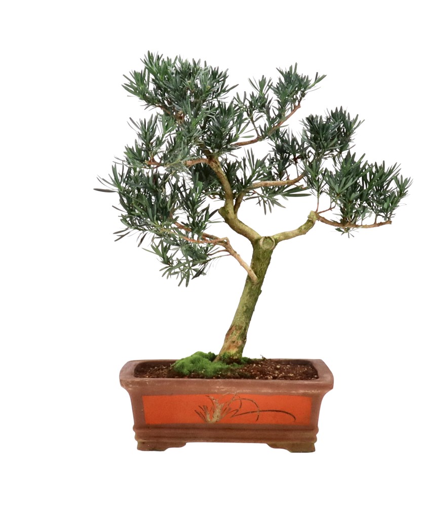 bonsai.fallbackImageTitle bonsai.fallbackImageTitle