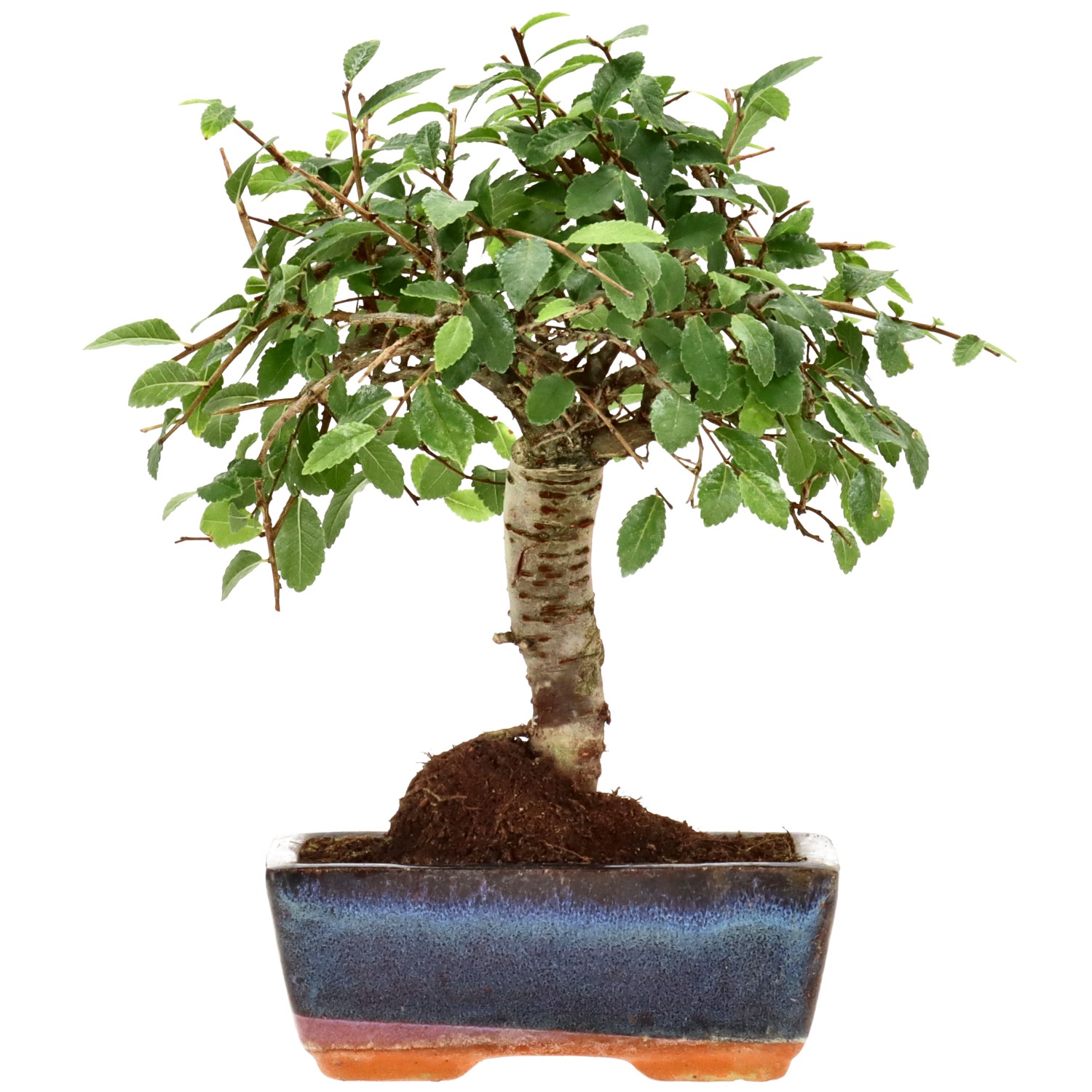 Orme de Chine, env. 7 ans (22 cm)