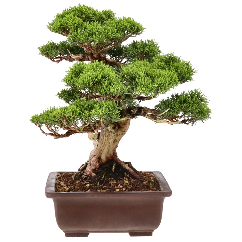 bonsai.fallbackImageTitle bonsai.fallbackImageTitle