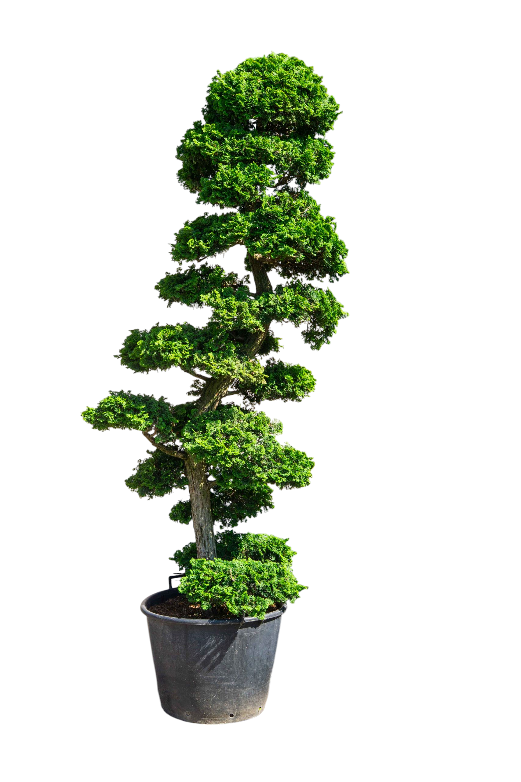 bonsai.fallbackImageTitle bonsai.fallbackImageTitle
