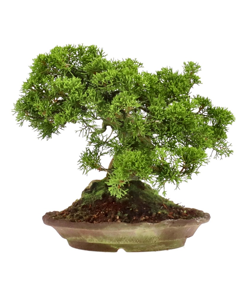 bonsai.fallbackImageTitle bonsai.fallbackImageTitle