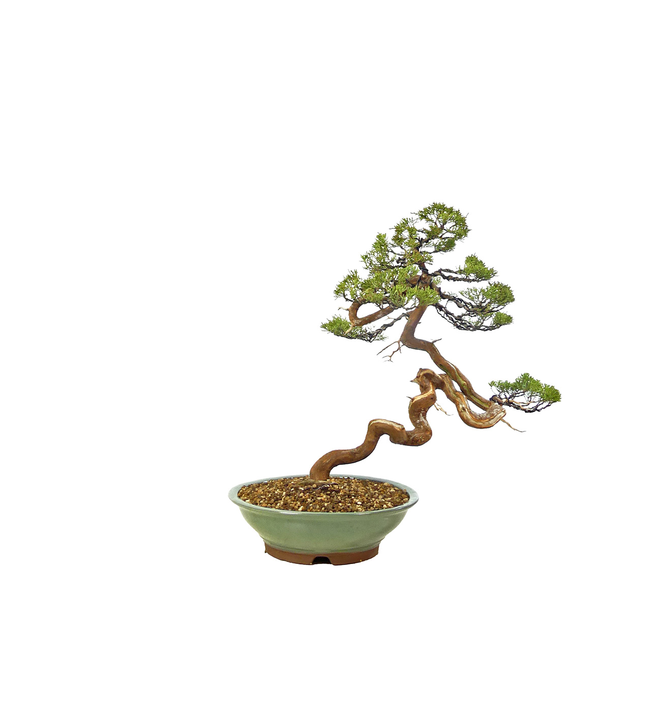 bonsai.fallbackImageTitle bonsai.fallbackImageTitle