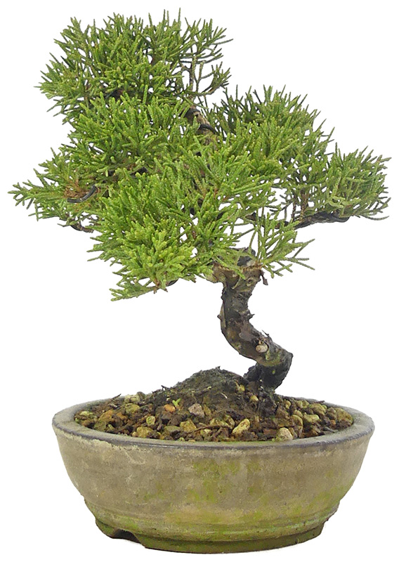 bonsai.fallbackImageTitle bonsai.fallbackImageTitle