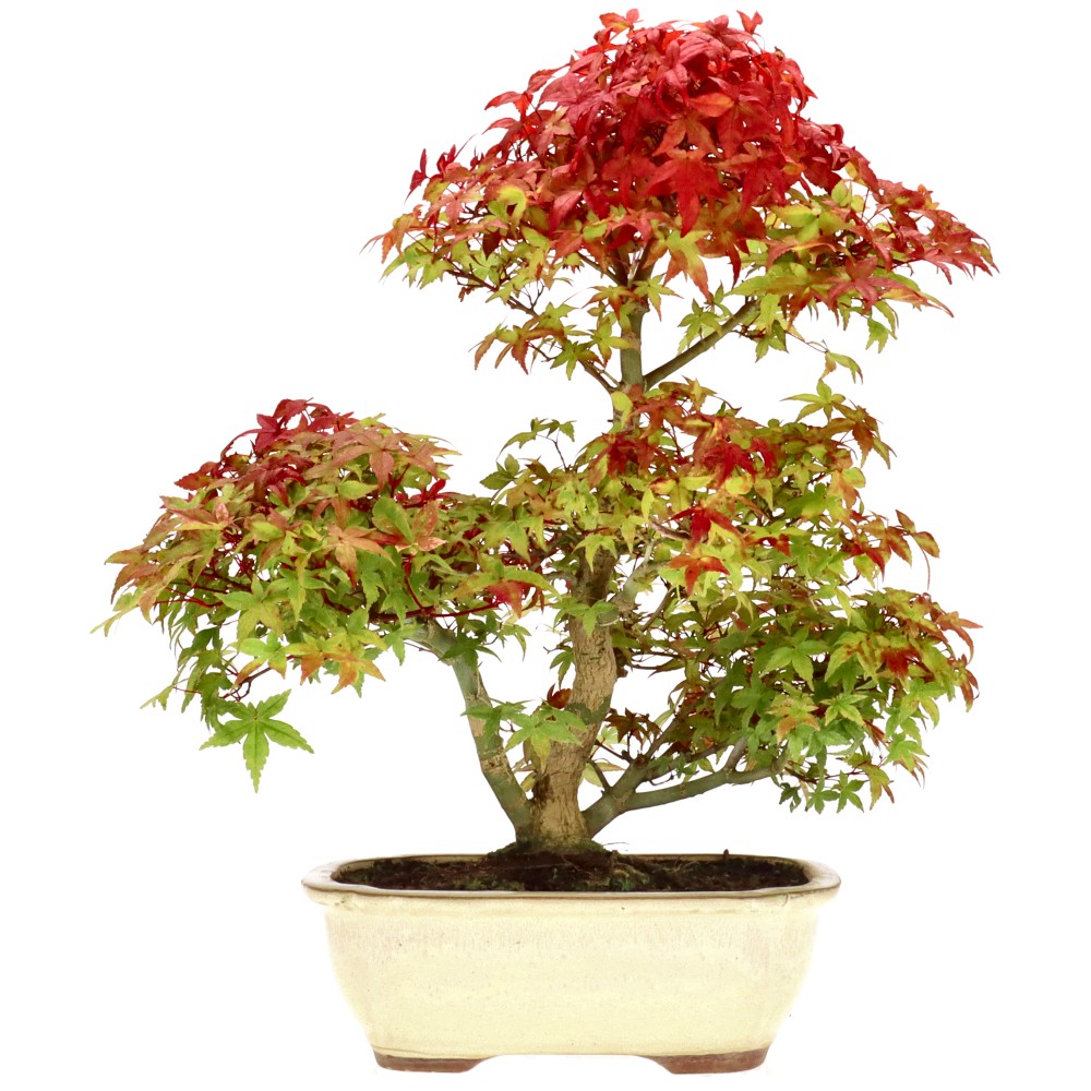 Jap. Fächerahorn (Deshojo), ca. 15 J. (39 cm) Jap. Fächerahorn (Deshojo), ca. 15 J. (39 cm)