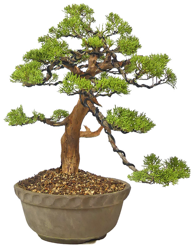 bonsai.fallbackImageTitle bonsai.fallbackImageTitle