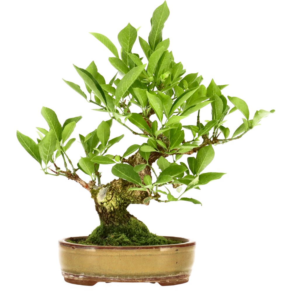bonsai.fallbackImageTitle