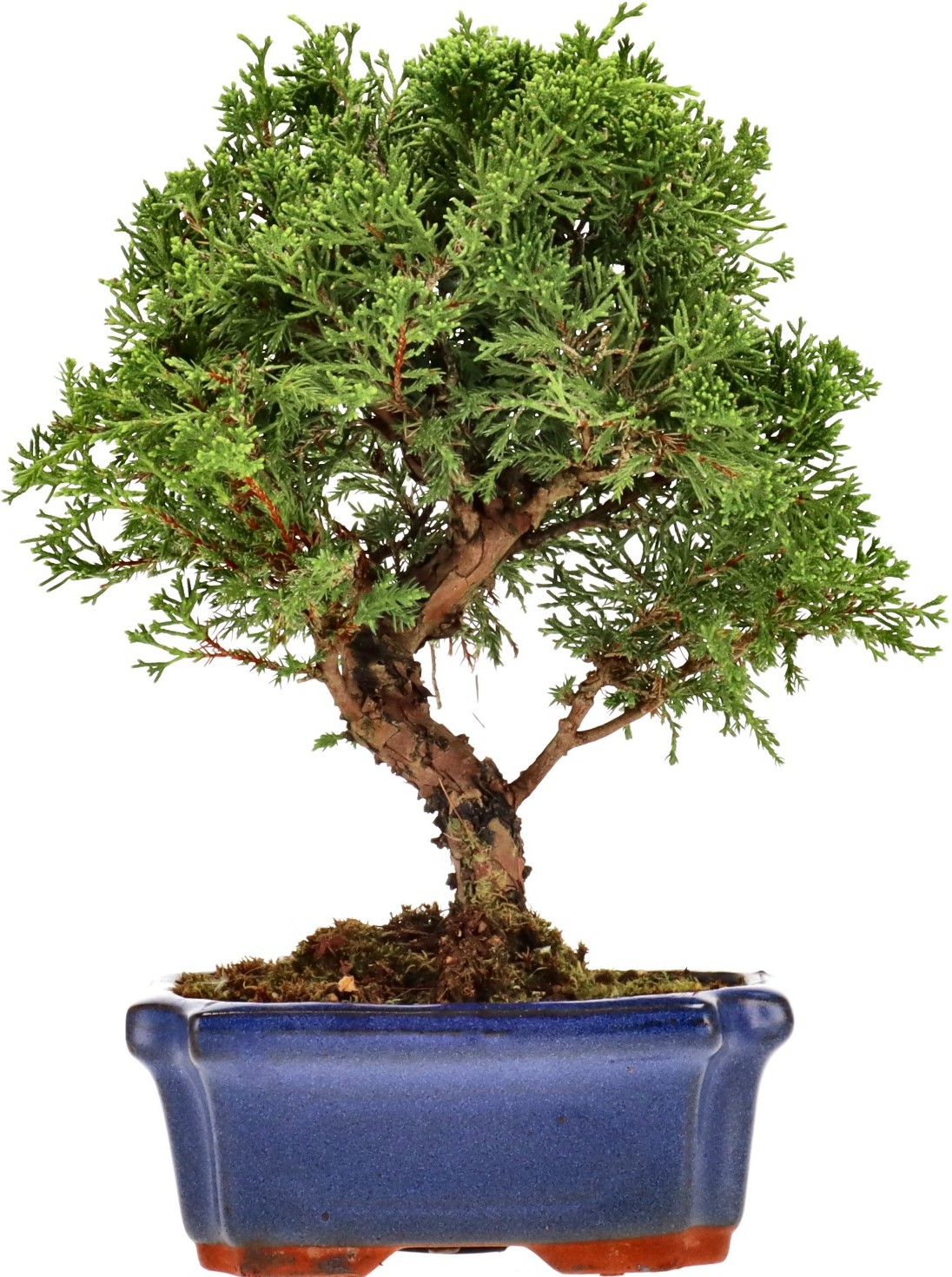 [N021] Ginepro cinese, ca. 10 anni