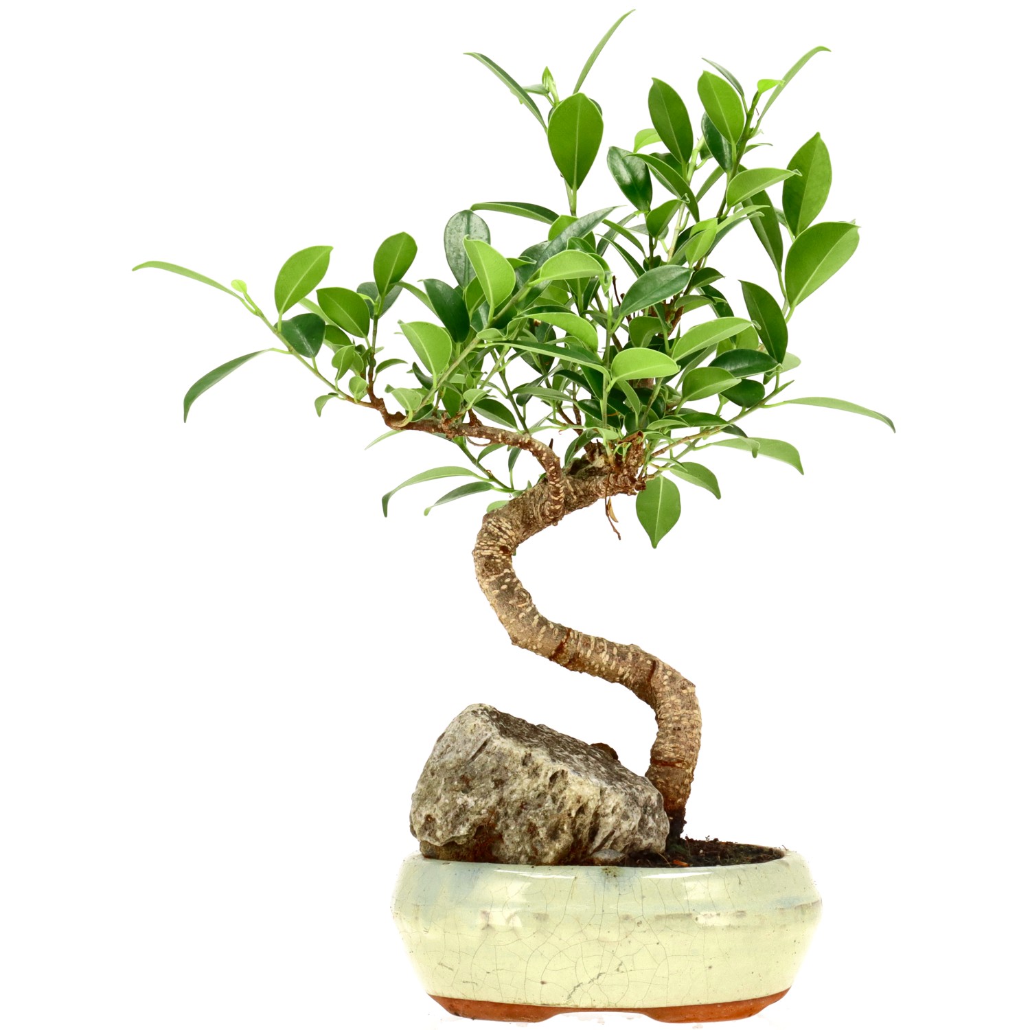 Chin. Feigenbaum (Retusa), ca. 9 J. (29 cm)
