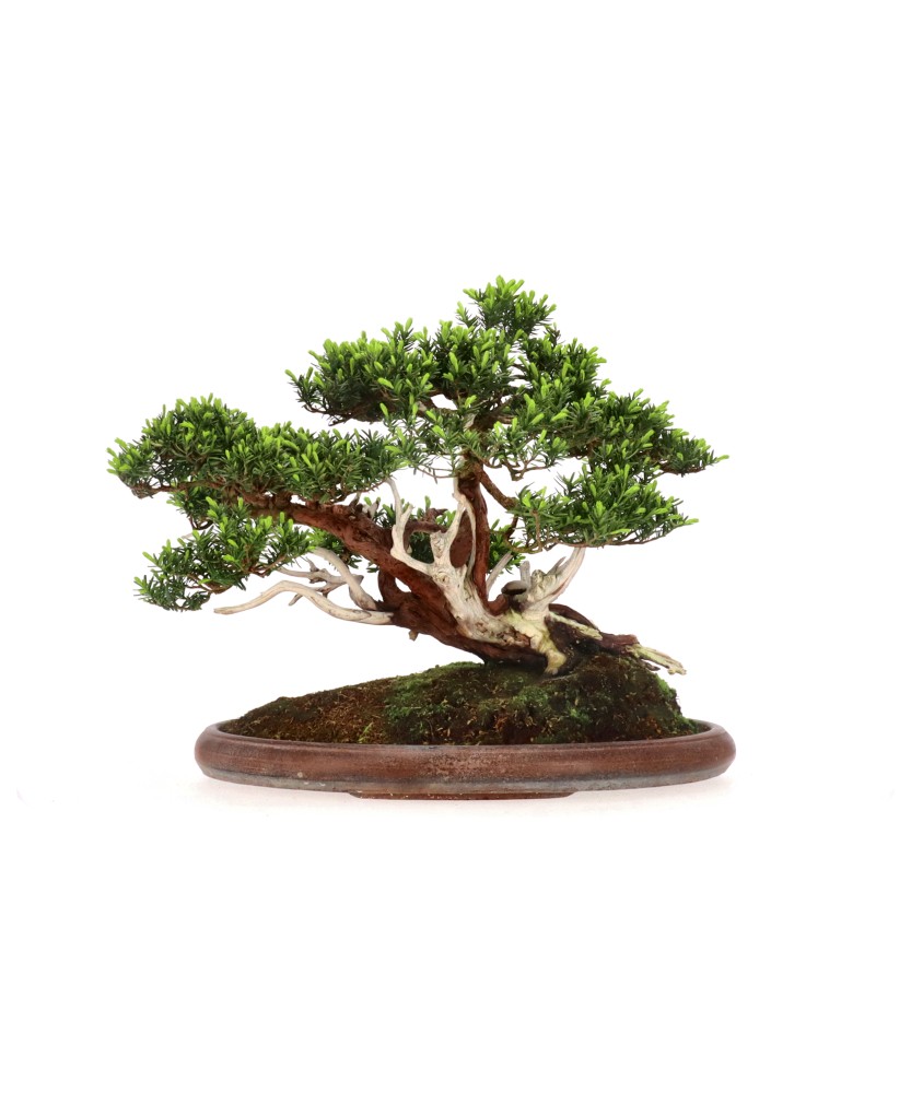 bonsai.fallbackImageTitle bonsai.fallbackImageTitle