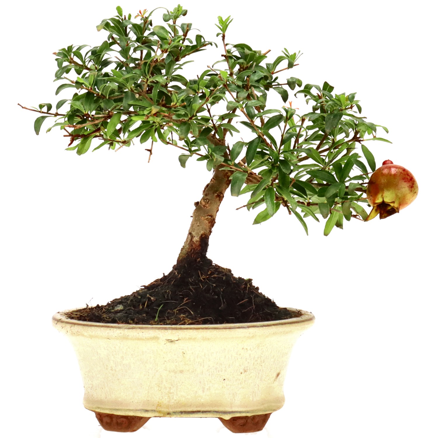 Granatapfel, ca. 7 J. (16 cm)