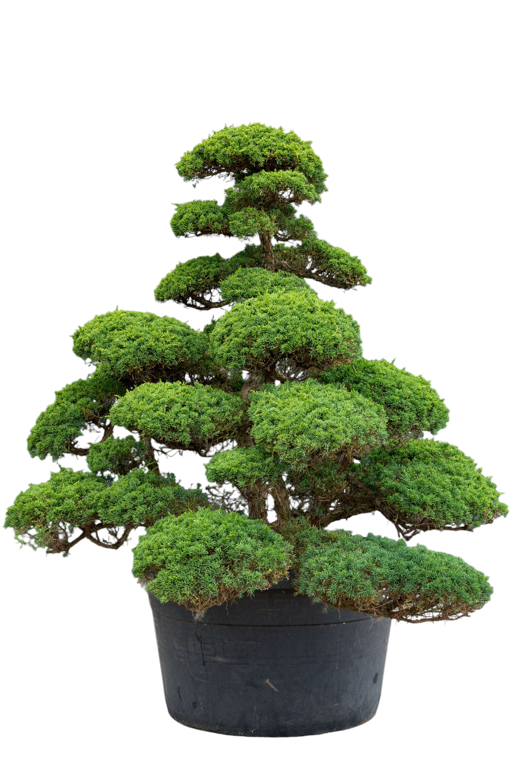 bonsai.fallbackImageTitle bonsai.fallbackImageTitle