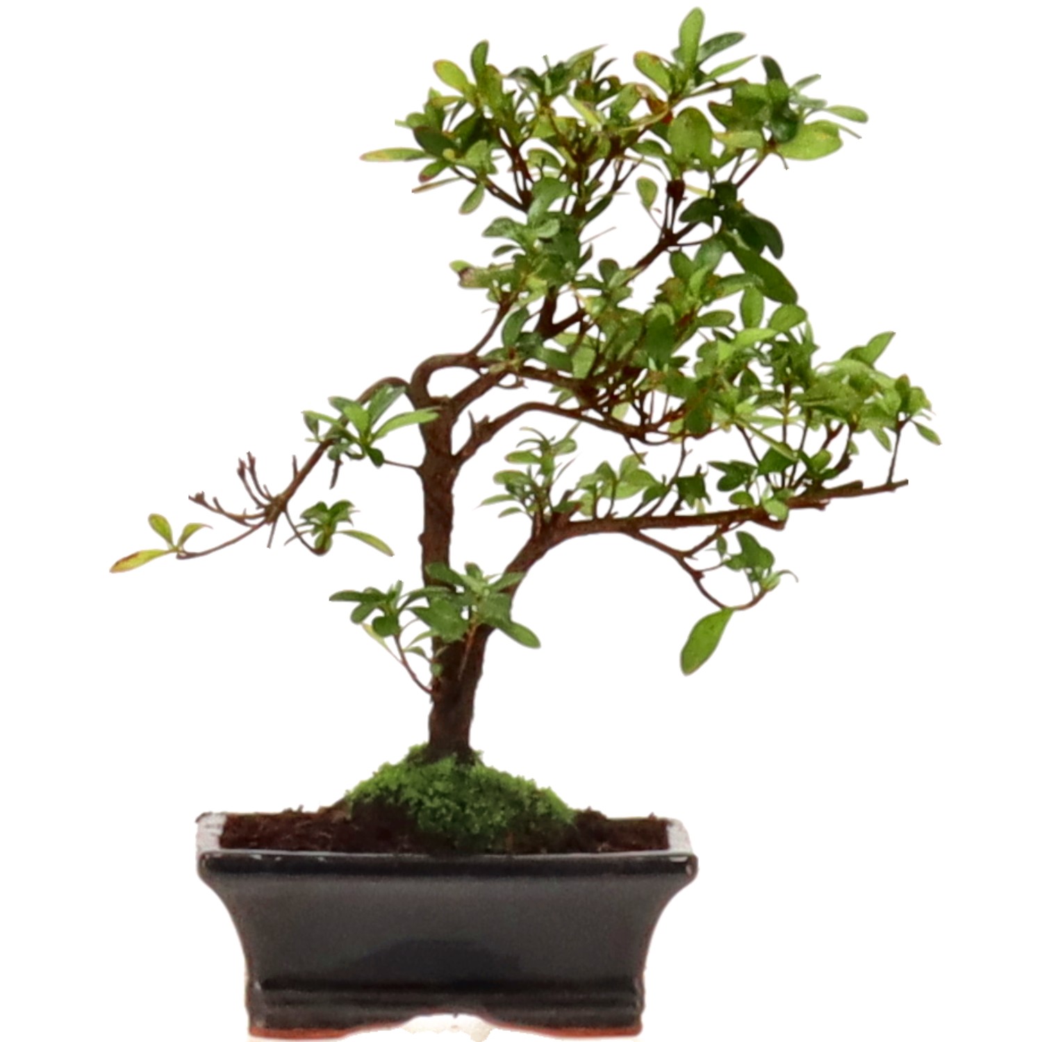 Azalea giapponese (Osakazuki), ca. 7 anni (25 cm)