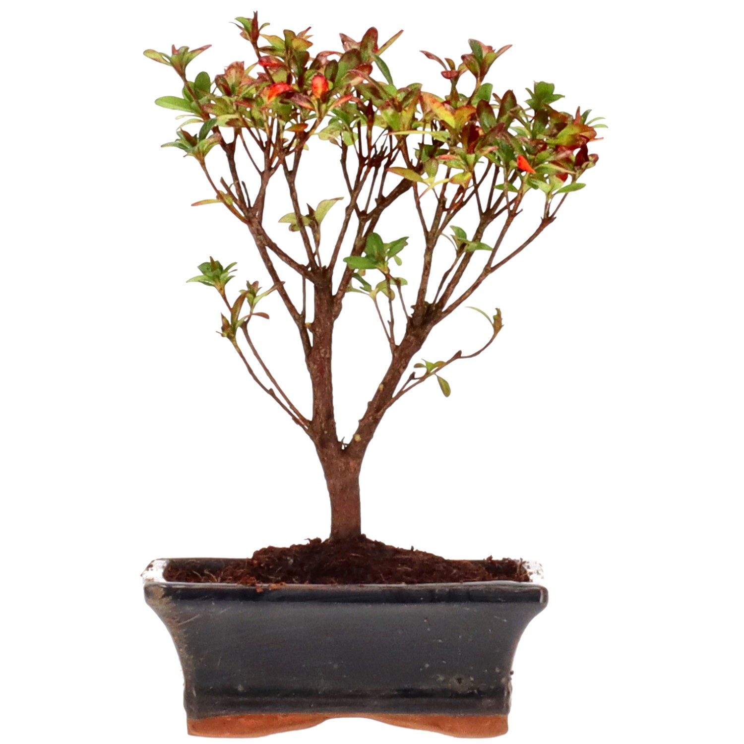 Azalea giapponese (Osakazuki), ca. 7 anni (21 cm)