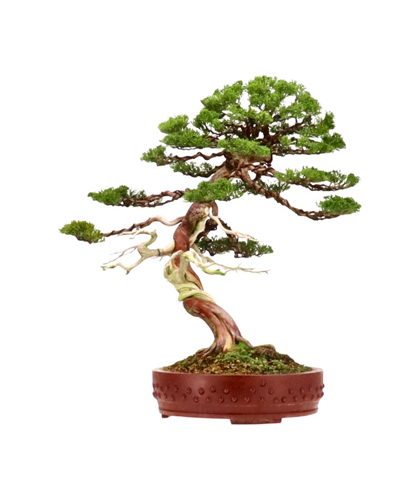 bonsai.fallbackImageTitle bonsai.fallbackImageTitle